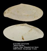 EOCENE-LUTETIAN Tellina rostralis